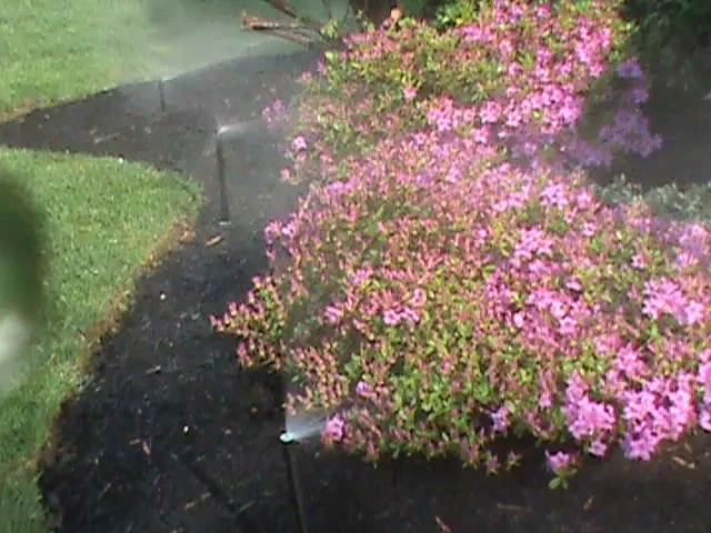 Bed zone on azaleas
